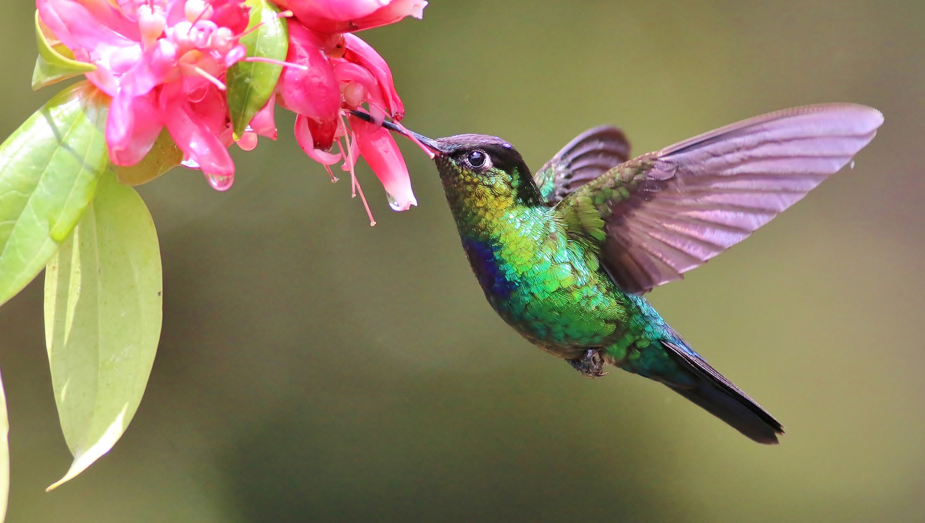 Fiery-throated Hummingbird